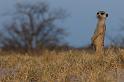 285 Kalahari woestijn, stokstaartje